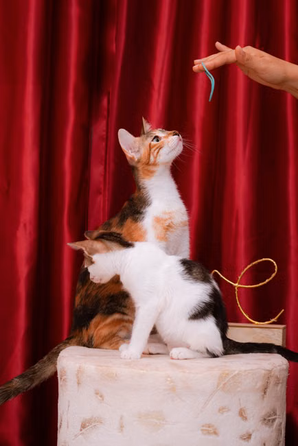 Varinha Interativa para Gatos